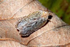 Achilidae